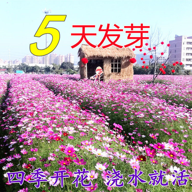 波斯菊花种子百日草花籽格桑花四季开花野花组合花种子太阳花种子