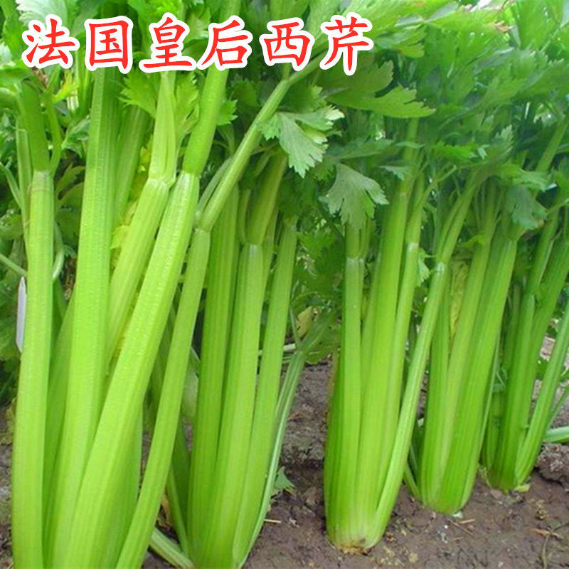 法国原装芹菜种子皇后西芹菜种子皇后西芹种子芹菜种子