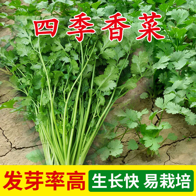 香菜种子大全农家盆栽苗大叶芫荽种籽四季食用香菜籽蔬菜种籽