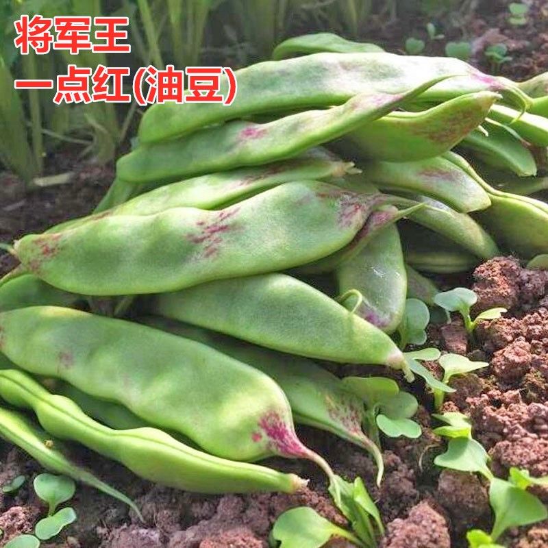 中早熟东北油豆种子 一点红油豆角将军豆春季夏季秋季播高产抗病