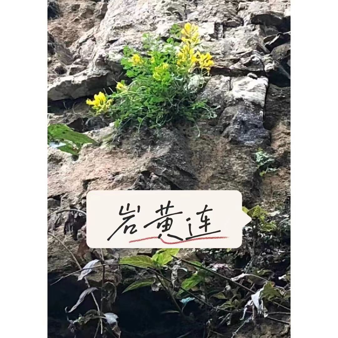 葫岩，岩黄蓮，干货