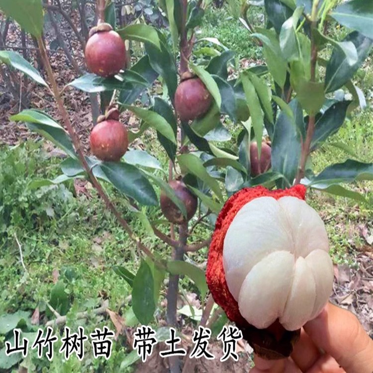 花为你开山竹果树苗山竹树苗盆栽地栽都带土球带叶发货当年结果