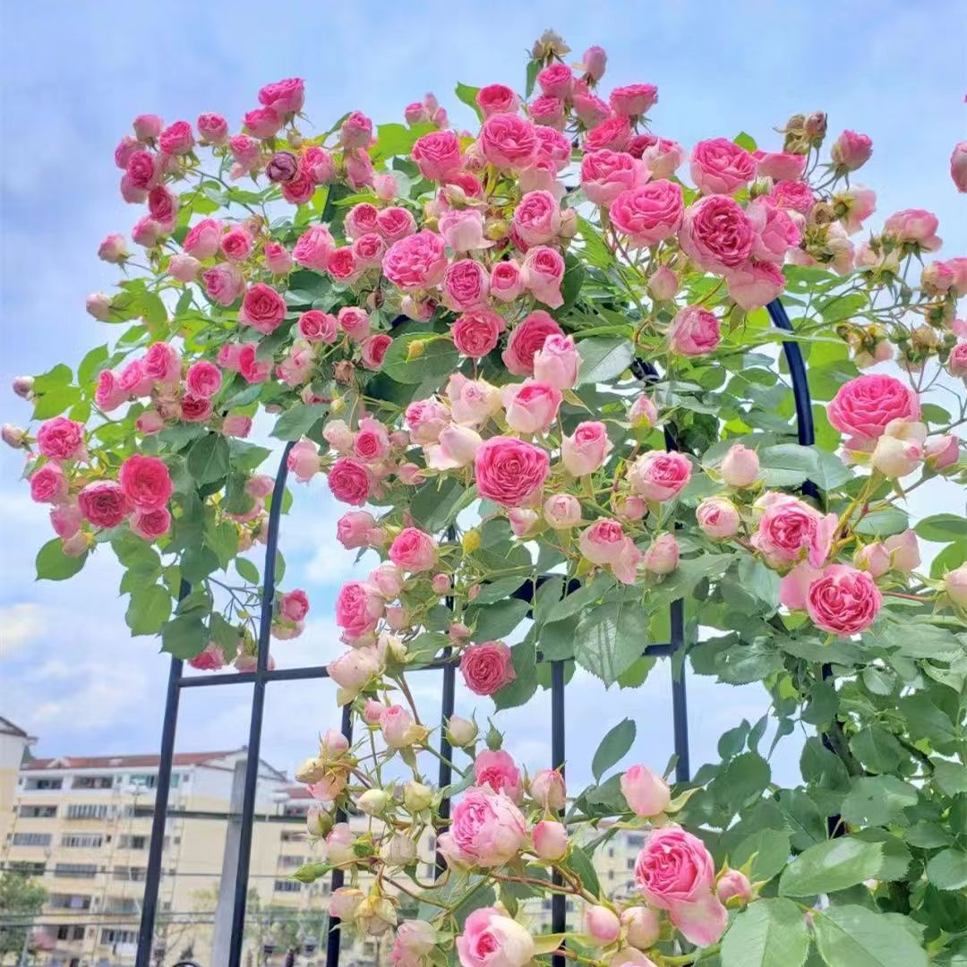 蔷薇花苗藤本月季特大花树庭院爬藤植物花卉盆栽阳台玫瑰四季开花