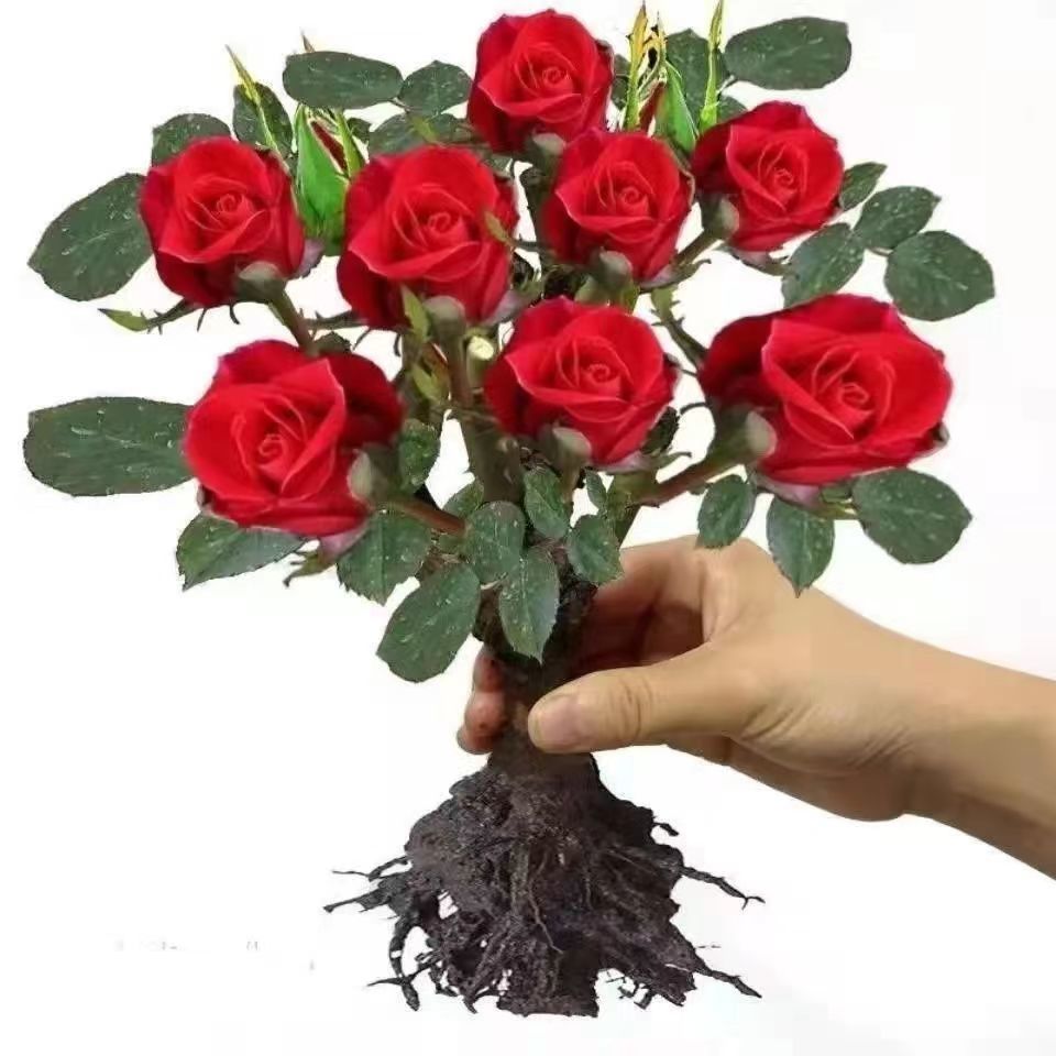 玫瑰花苗四季开花室内阳台庭院花卉绿植物大花月季花苗花 红玫瑰