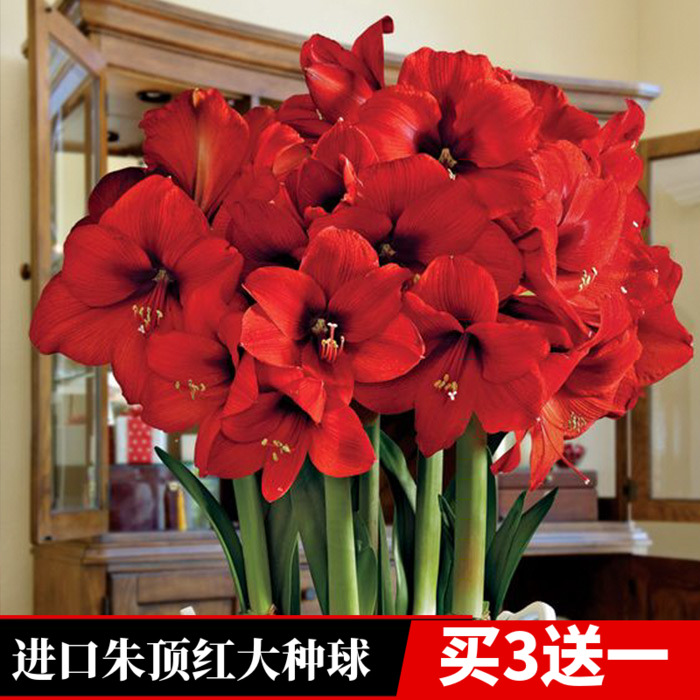 荷兰进口重瓣朱顶红种球超大花球室内外盆栽花卉四季开花植物带花