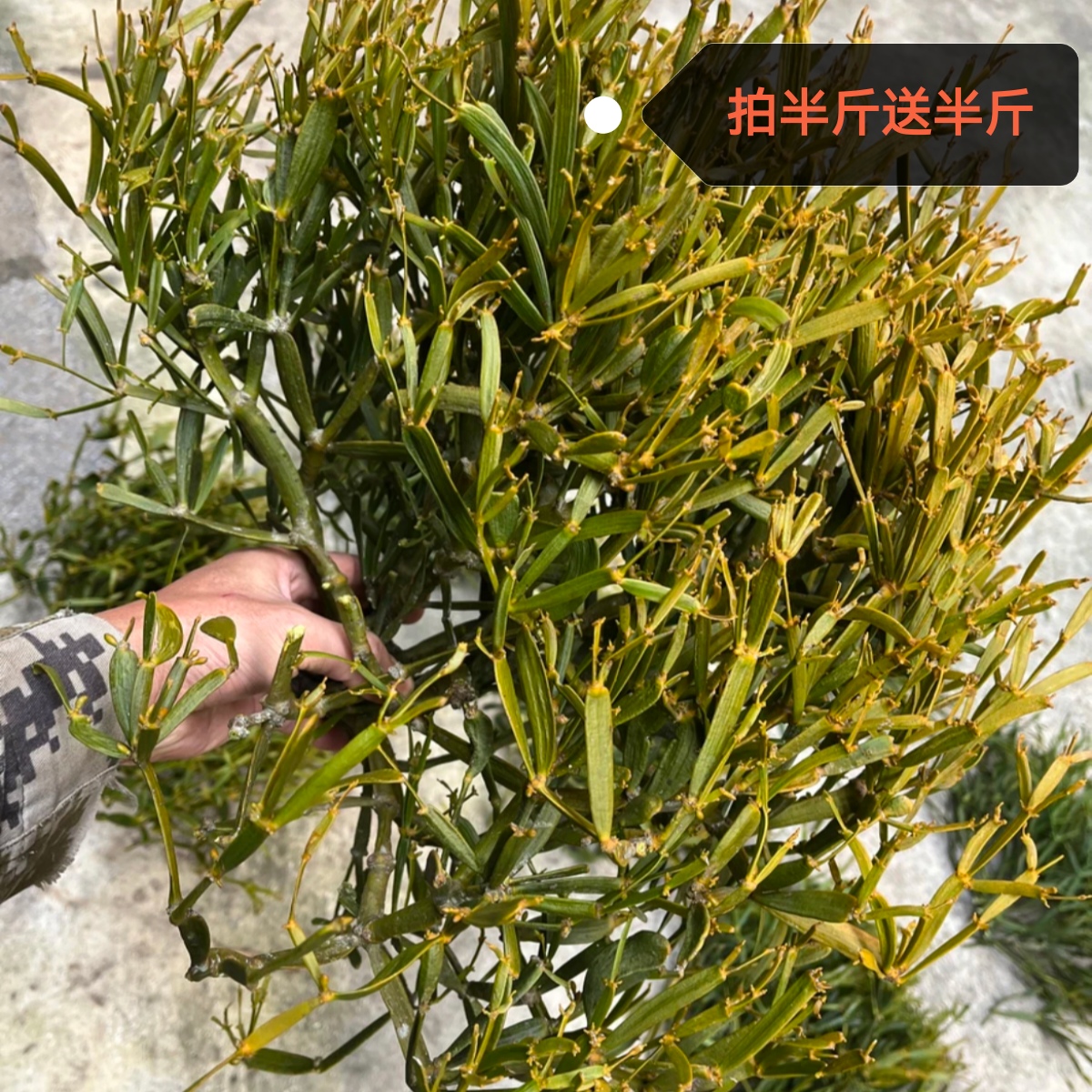 无品牌螃蟹--角【古茶树】250g拍半斤到手一斤