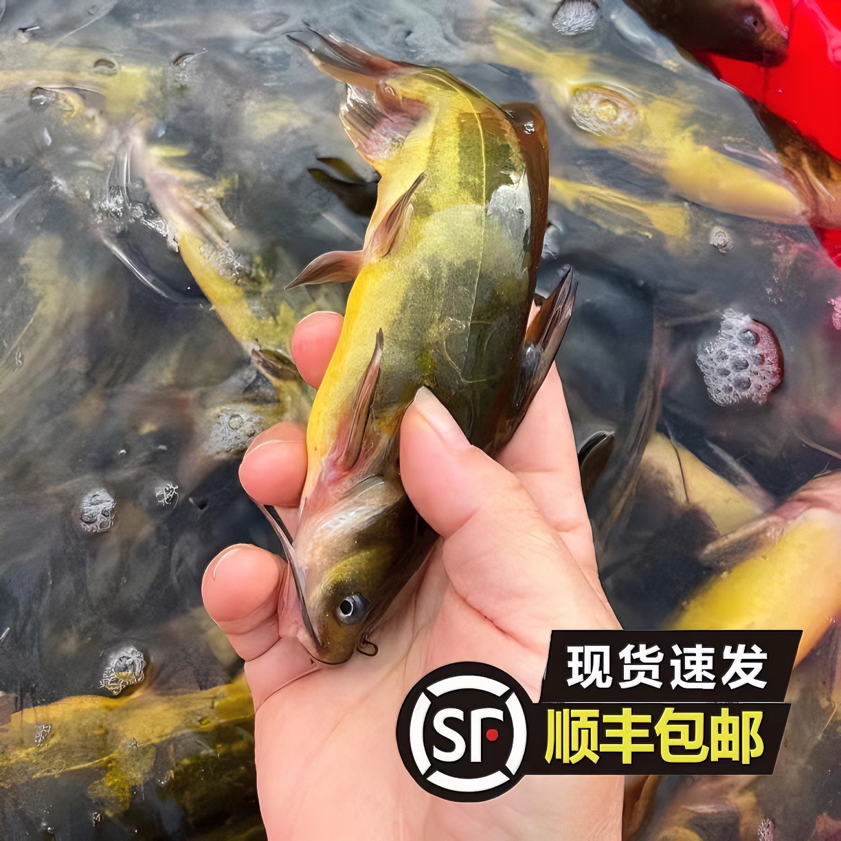 【划拉哥团长专属】东北特产嘎牙子鱼4斤（送1袋东北大酱）（18-24条）