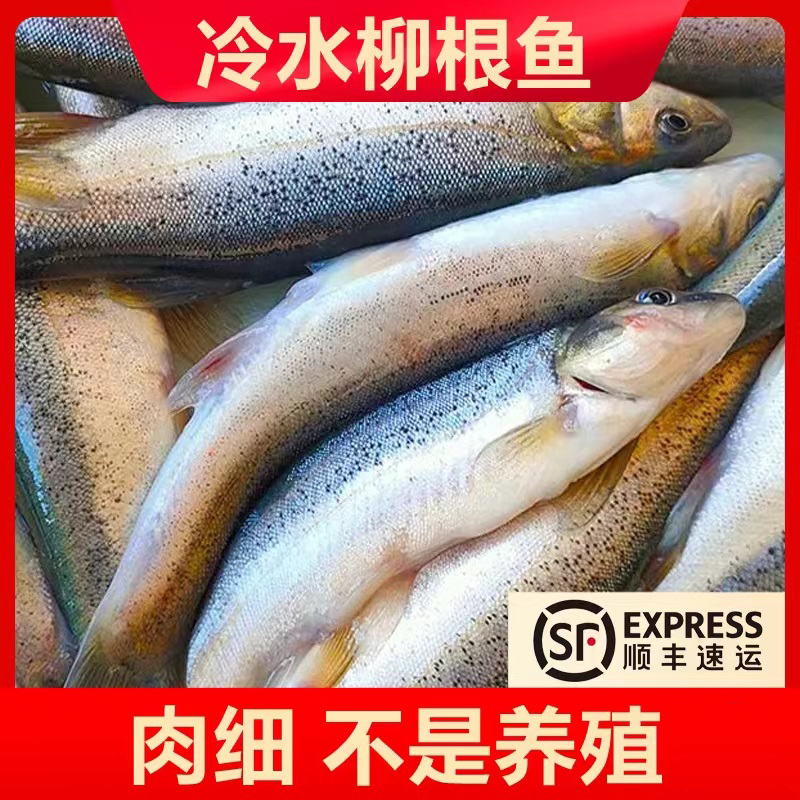 【大姚专属】柳根鱼3斤（每斤10-15条之间）