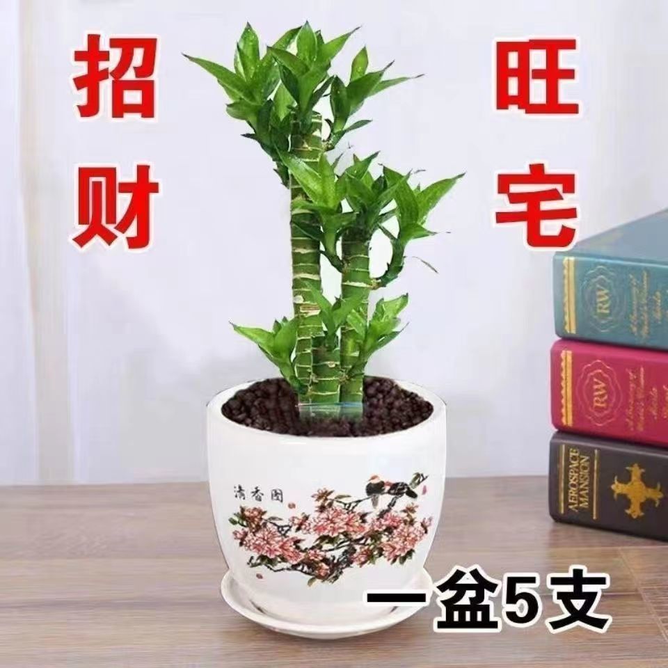 富贵竹花水养客厅绿植物招财盆栽办公室桌富贵竹粗竹净化空气土养