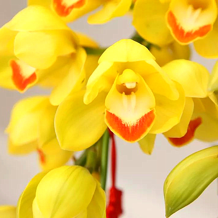 【黄金岁月】8支花剑大花惠兰 云南高原兰花 花期长 年宵花