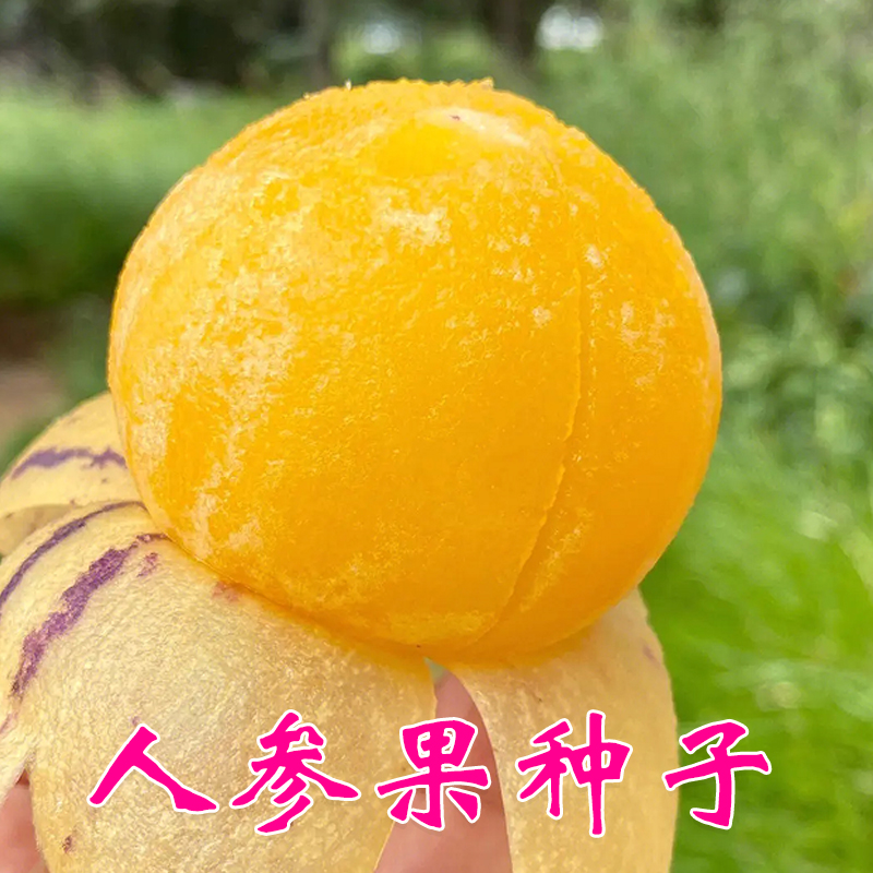 人参果种子黄肉黄心四季种植正当时阳台盆栽耐热特色水果多年生