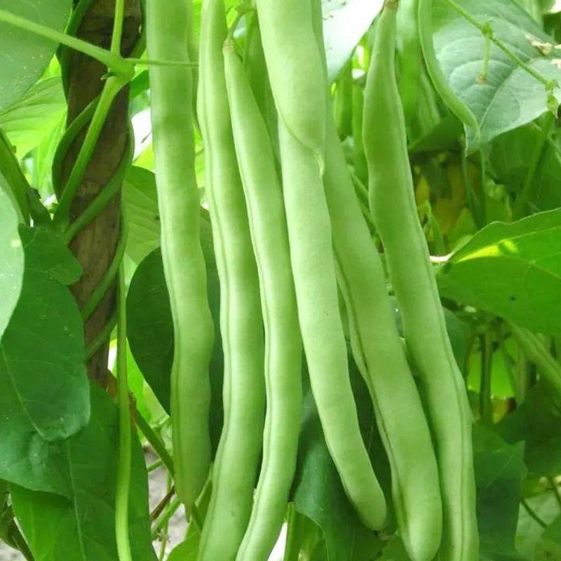 高产早熟四季豆种子四季爬藤播种春季架豆蔬菜种子芸豆无筋扁豆