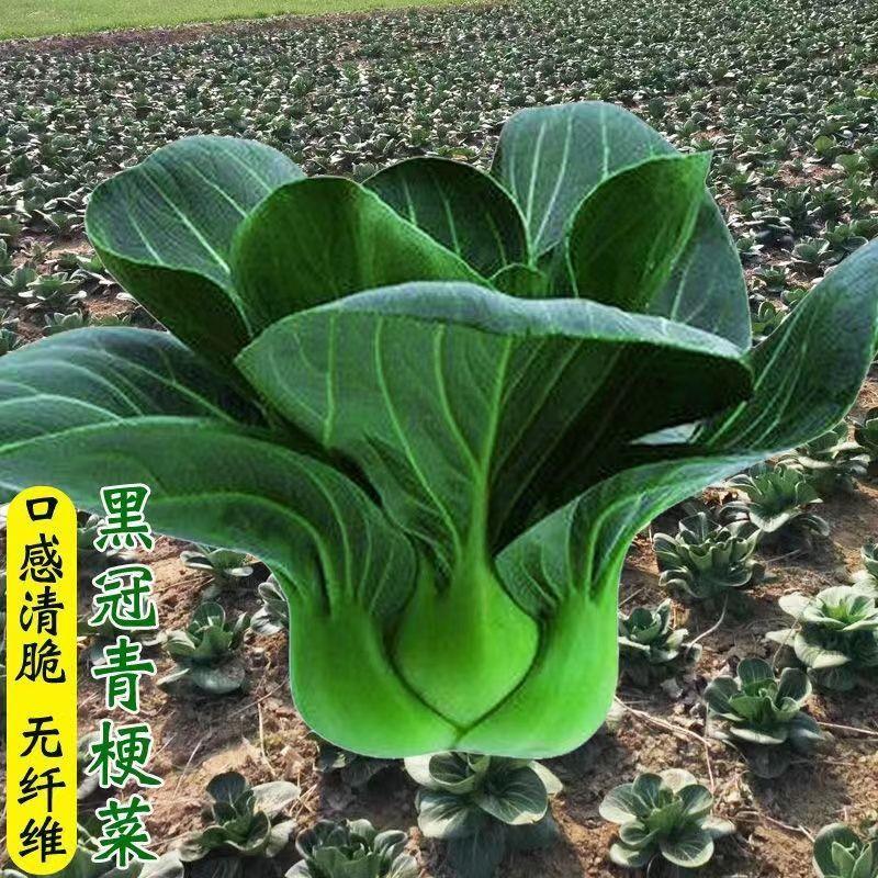 苞出芽】黑叶矮脚苏州青种子蔬菜种子大全四季可播室新手简单种植
