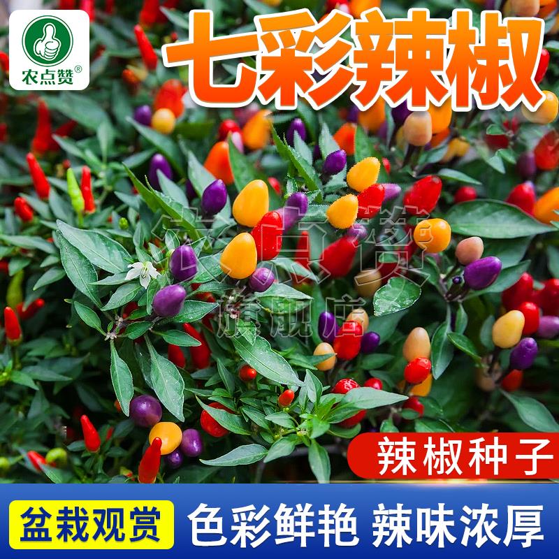 七彩辣椒种子 特辣五彩椒灯笼椒春季观赏食用简单盆栽蔬菜种子