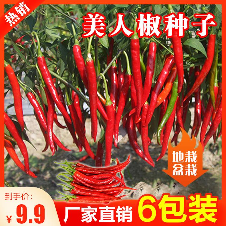 ！【9.9元6包】美人椒种子阳台四季种植盆栽花盆泡沫箱易成活播种