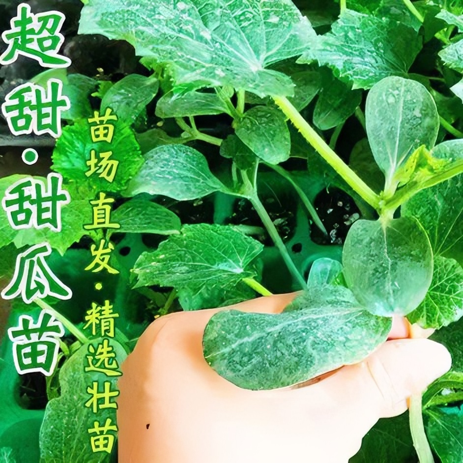 羊角蜜甜瓜苗盆栽小院都可以种植的秧苗香甜好吃