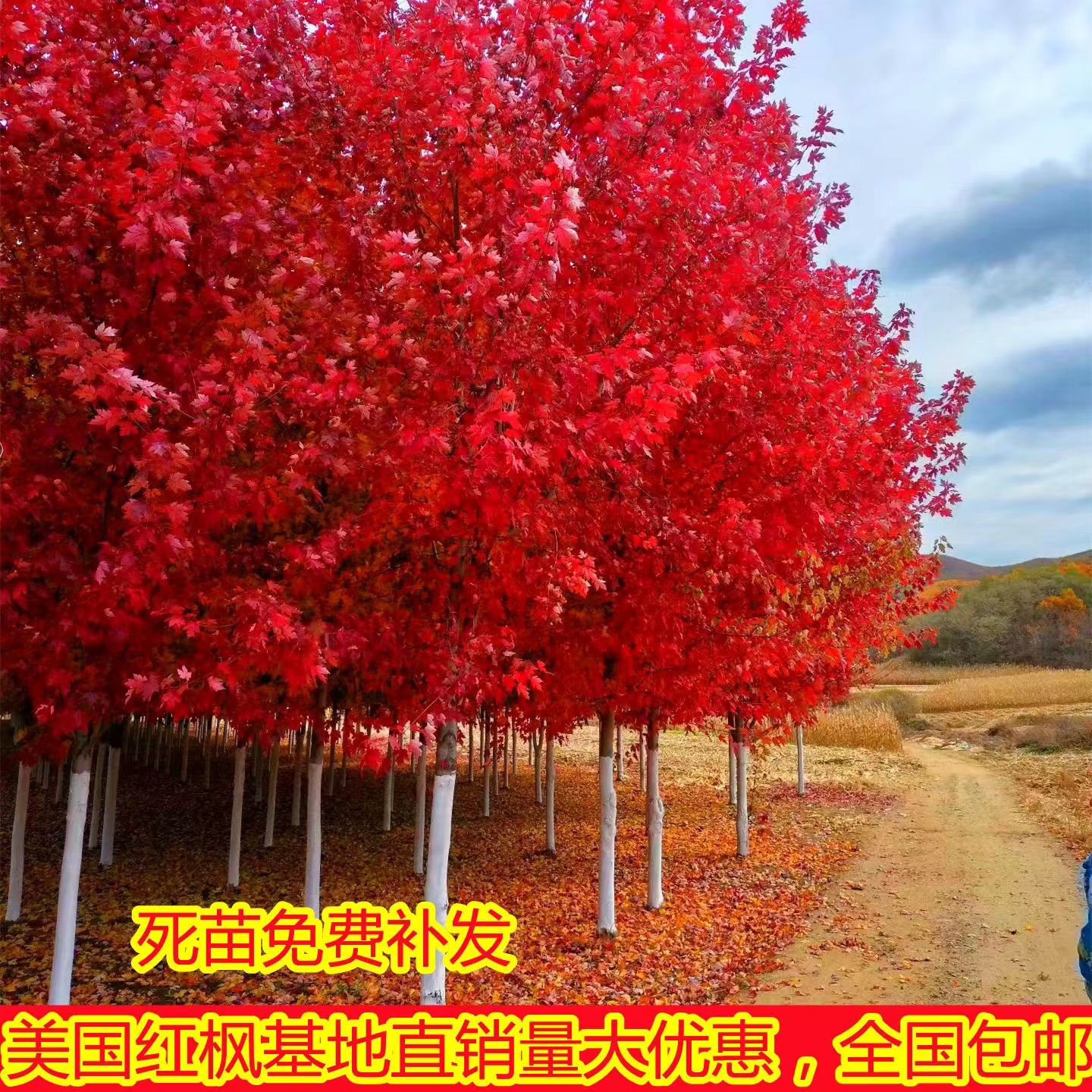 美国【红火焰红枫】四季红耐寒四季红红火火寓意好秋冬种庭院别墅