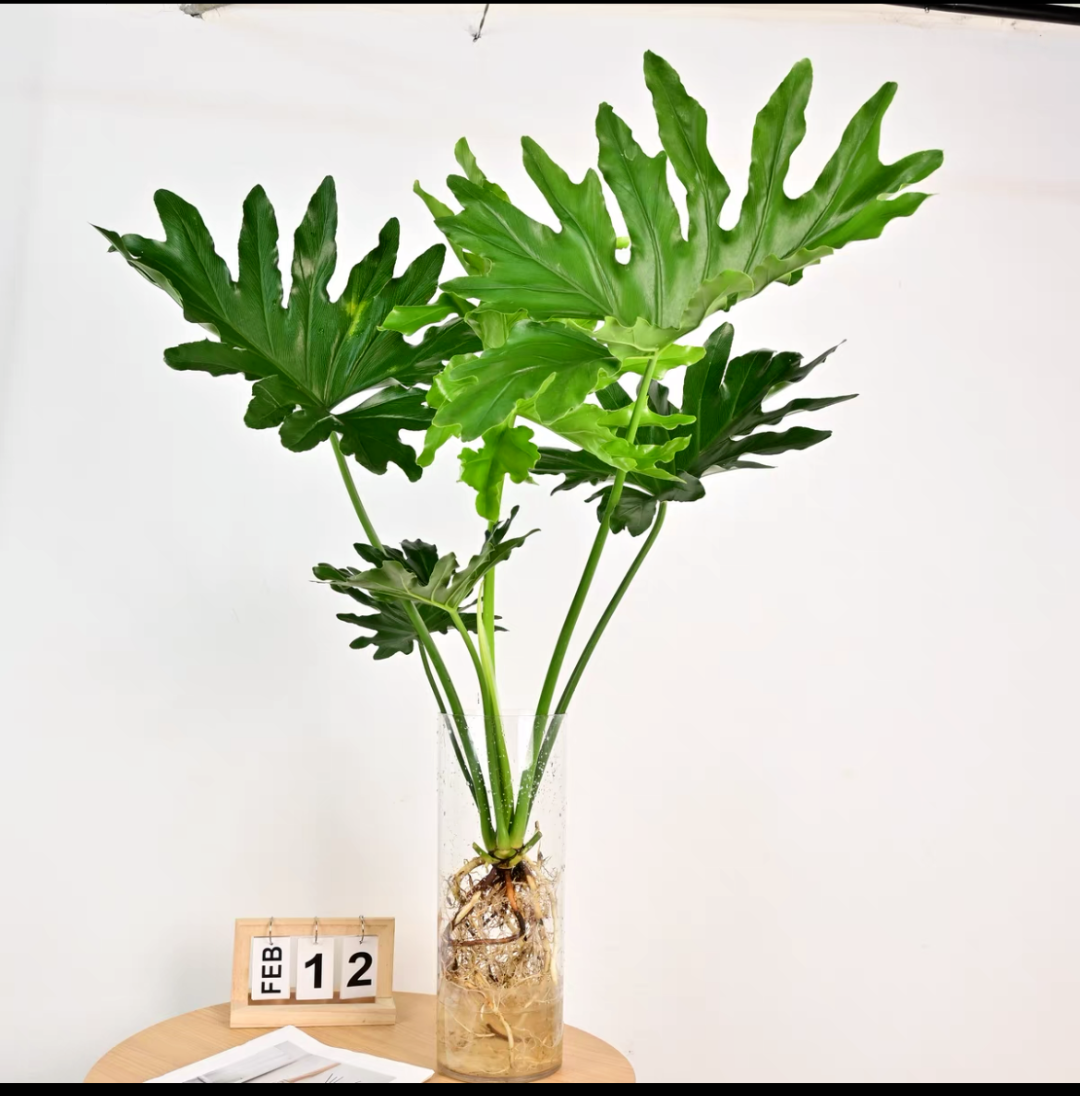 龙鳞春羽水培植物室内净化空气好养绿植大叶绿植4-6片叶发货