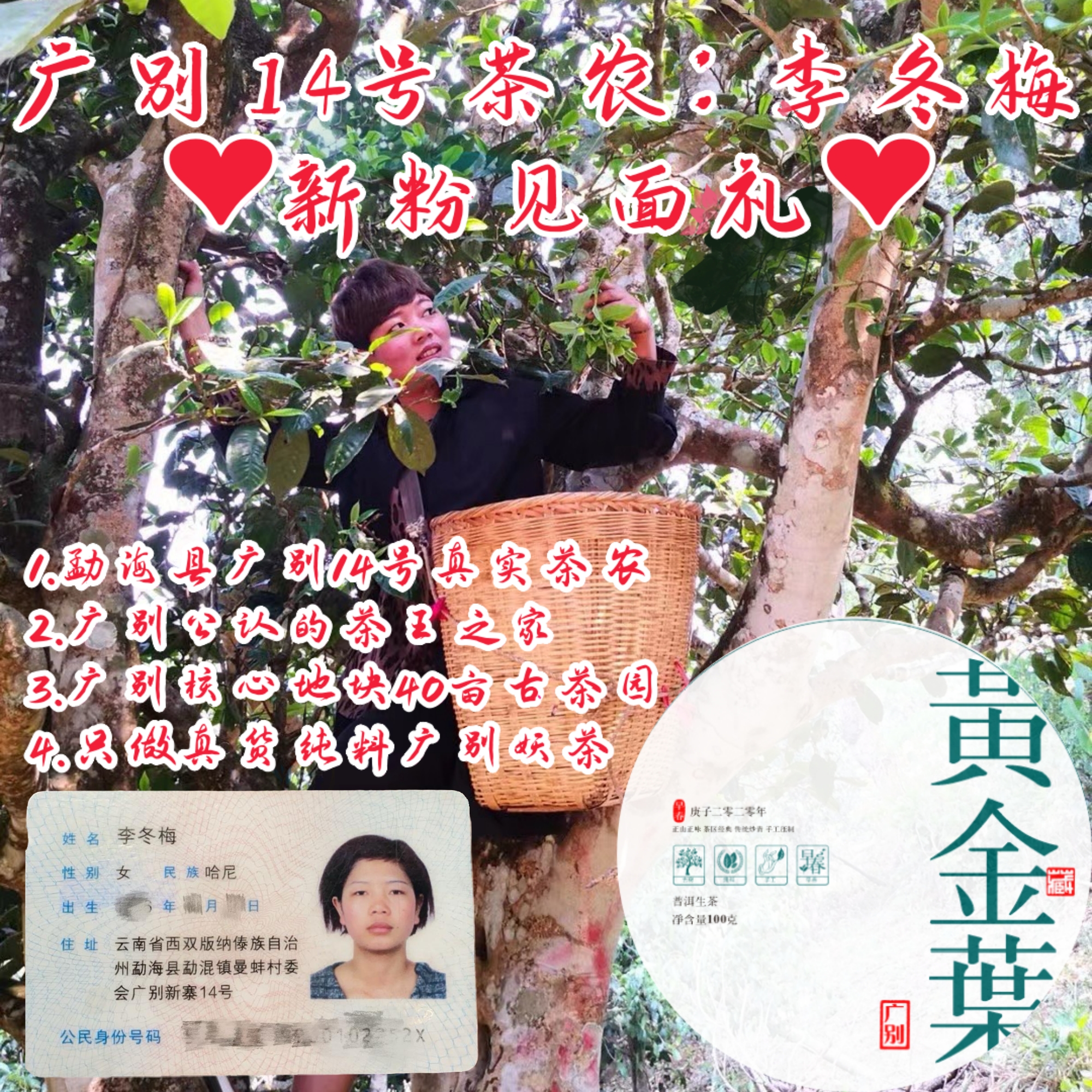 【以茶之铭】002号茶农·广别古树黄金叶·100克生茶