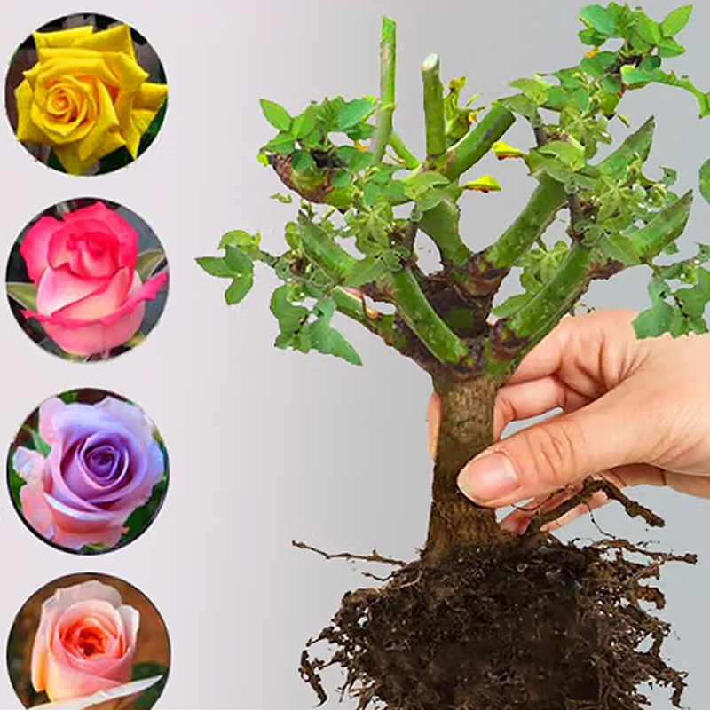 【开满阳台】云南玫瑰花老桩老根花卉四季花苗盆栽室内阳台植物阳台