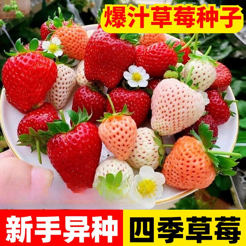 【年宵吃上草莓】四季播种种籽白草莓盆栽水果蔬菜园艺草莓种子阳台