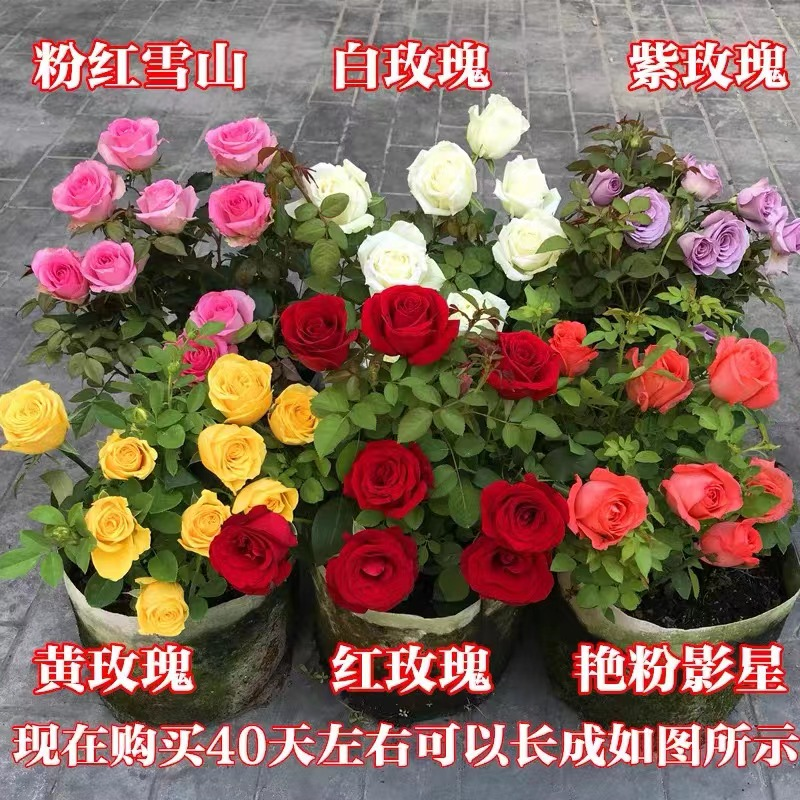 【开满阳台】云南玫瑰花老桩老根花卉四季花苗盆栽室内阳台植物阳台