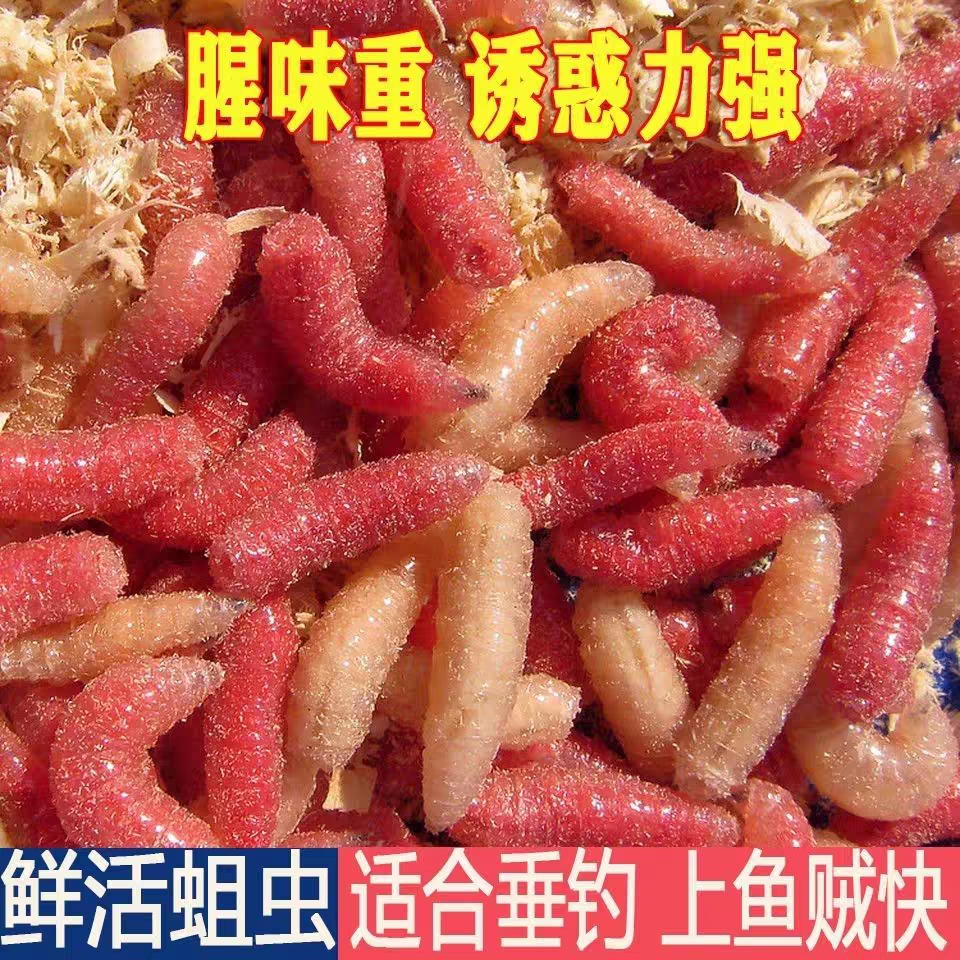 蛆虫活虫苍蝇自制宝宝鱼饵钓鱼活体饵鲫鱼溪鱼钓饵冰钓高蛋白鲜活