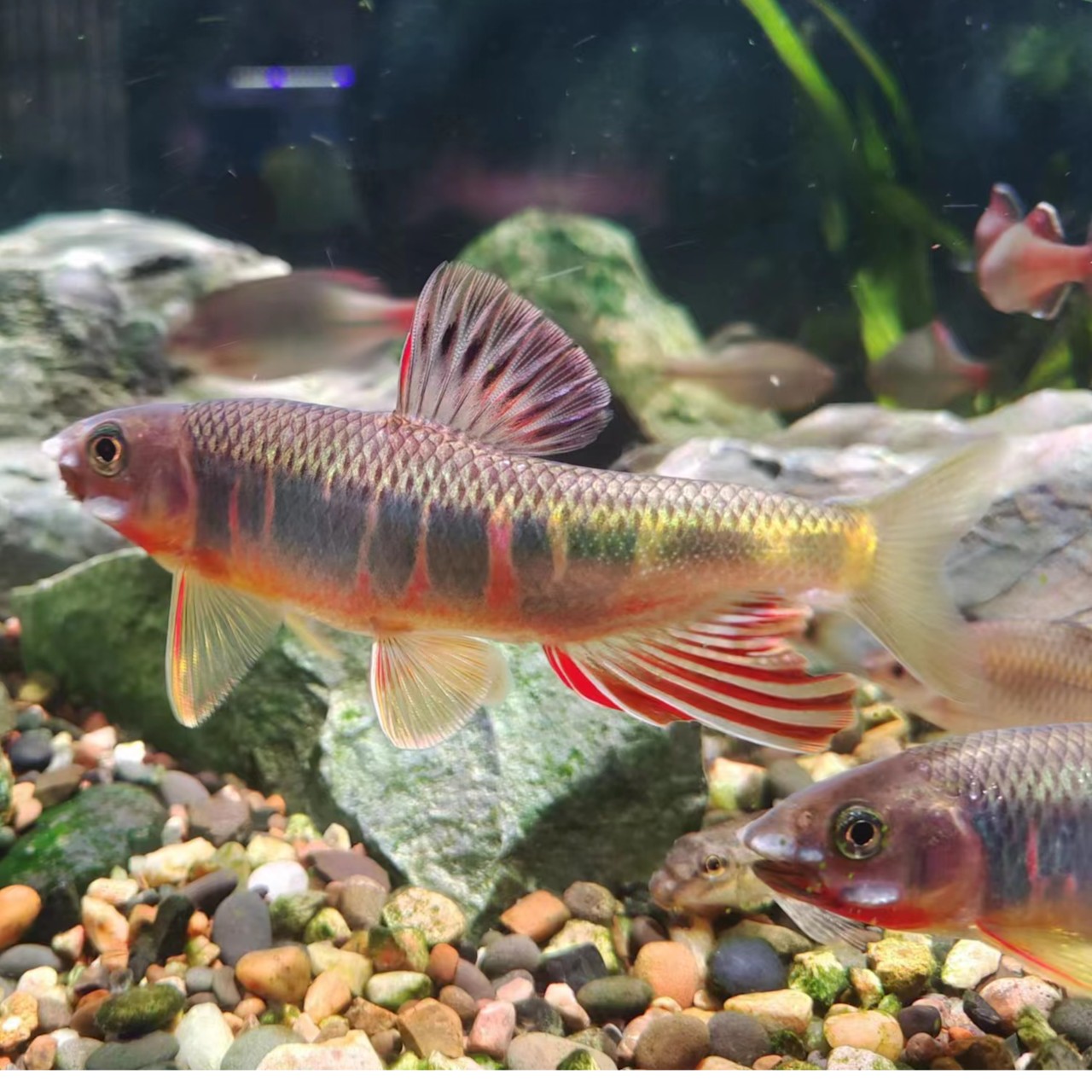 【包邮】溪流阿龙推荐原生鱼（宽鳍鱲 长鳍鱲 虾虎 鳑鲏 红腹石斑）