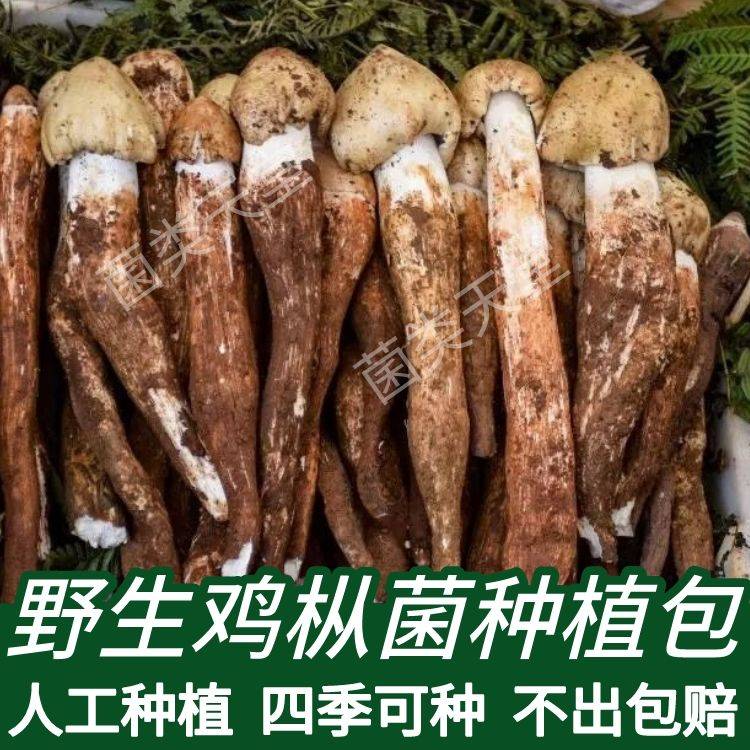 野生鸡枞菌菌种菌包伞把菇食用菌阳台庭院鸡枞菌新鲜速产人工种植