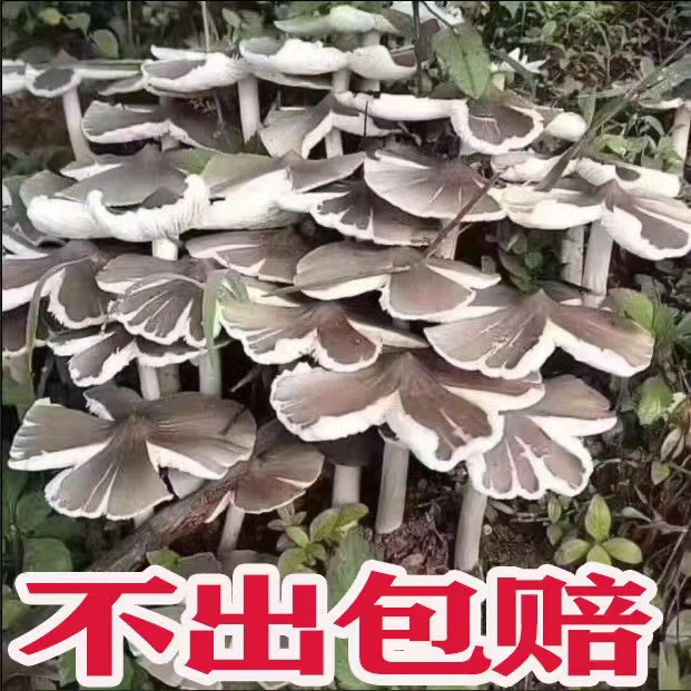 鸡枞菌种子高产伞把菇三塔菌荔枝菌云南食用菌人工种植 菌种包
