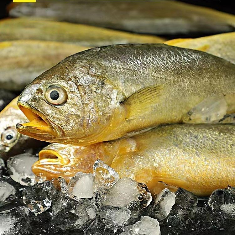 【小号】舟山东海深水大黄鱼300g-350g*3条新鲜蒜瓣肉红烧鲜嫩