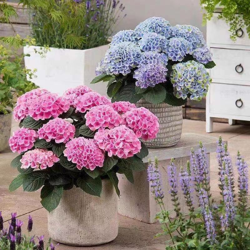 绣球花种子四季无尽夏绣球花花种多年生花籽易活盆栽庭院绣球花苗