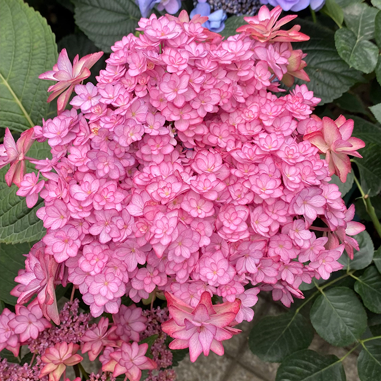 【辉夜姬】绣球 高档盆栽无尽夏阳台庭院别墅花园植物多年生四