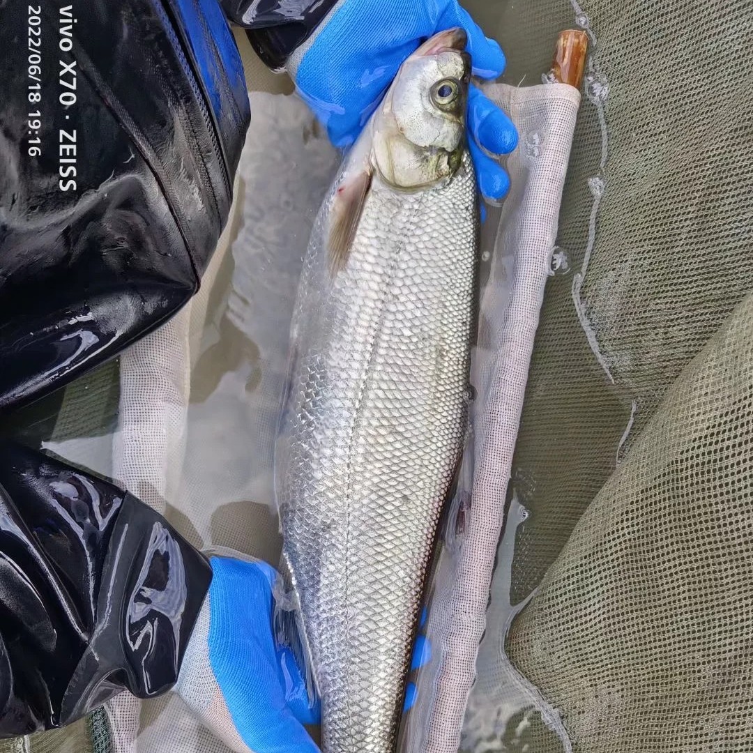 米翘无甲鲤和饲料1.0颗粒
