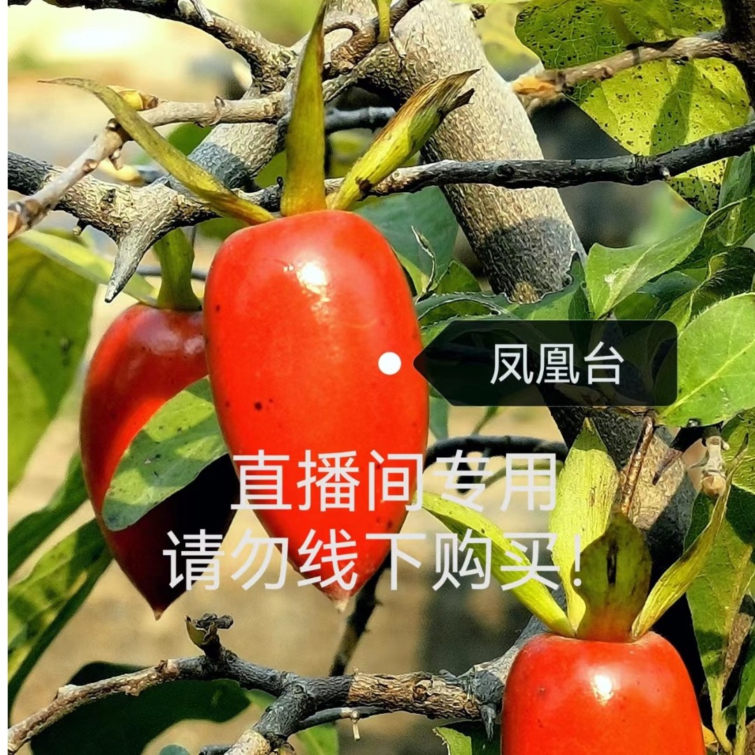 芳芳老鸦柿（100-1000）直播间链接 请勿线下购买