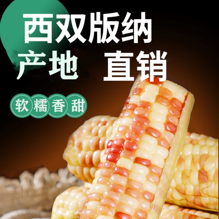【产地直发】精选云南西双版纳花糯玉米代餐免煮香糯真空包装饱满
