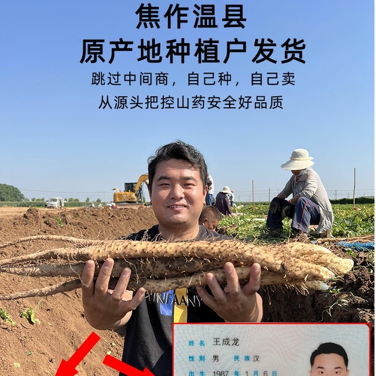 【56公分左右】河南焦作温县正宗垆土铁棍山药怀山药原产地新鲜