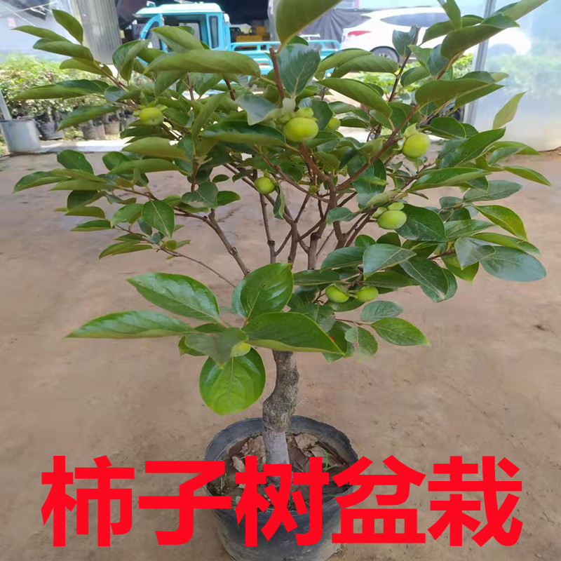 柿子树果苗果树南北方嫁接特大盆栽新品种带果庭院无核耐寒脆甜