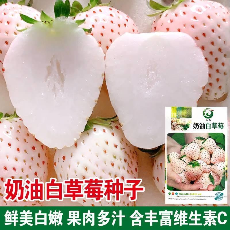 【不发芽包赔】奶油白草莓种子四季盆栽草莓苗子奶莓种籽阳台盆