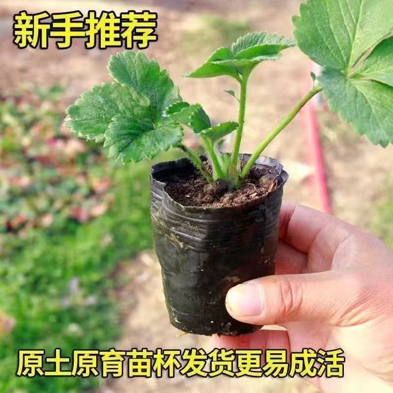 草莓苗种植带盆带土四季盆栽室内植物奶油草莓秧家庭阳台食用结果