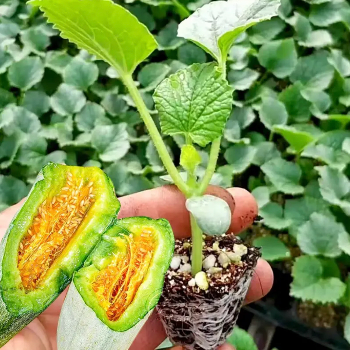 【9.9元15棵】羊角蜜甜瓜秧苗超甜羊角脆酥薄皮香瓜籽蔬菜瓜果种苗