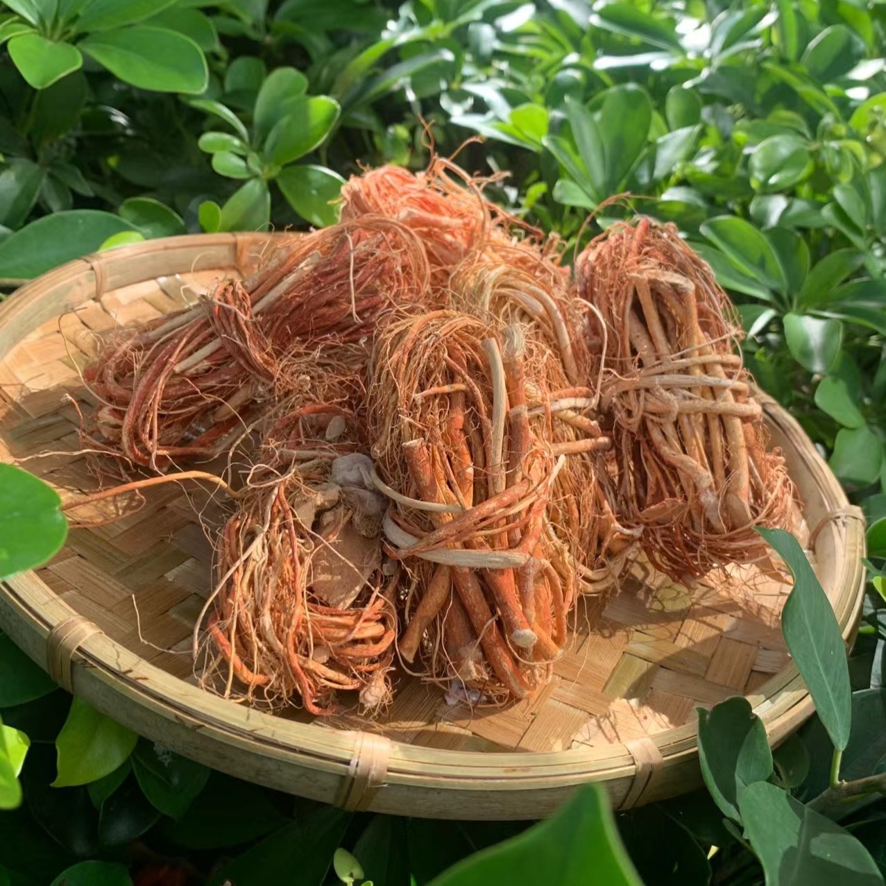【阿海精选】 五指毛桃 500g