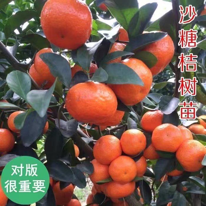 正宗广西沙糖桔，蜜桔树苗现挖嫁接苗，适合盆栽地栽，庭院种植