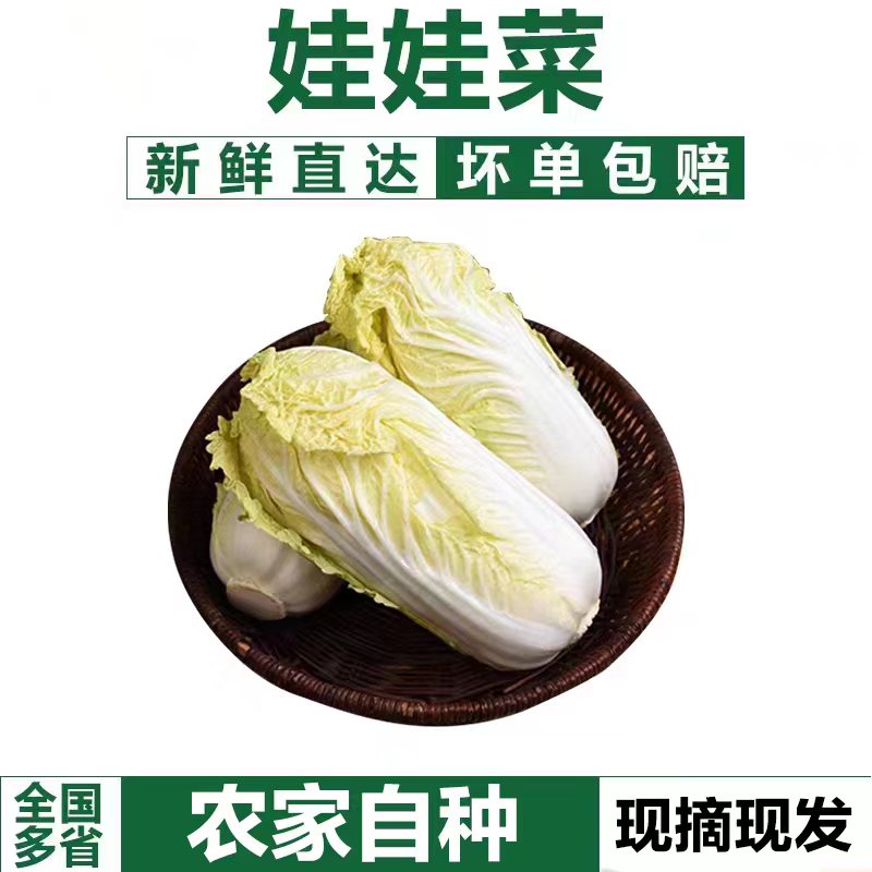 【不泡药水】精品黄心娃娃菜嫩甜新鲜时令蔬菜青白菜产地农户直发