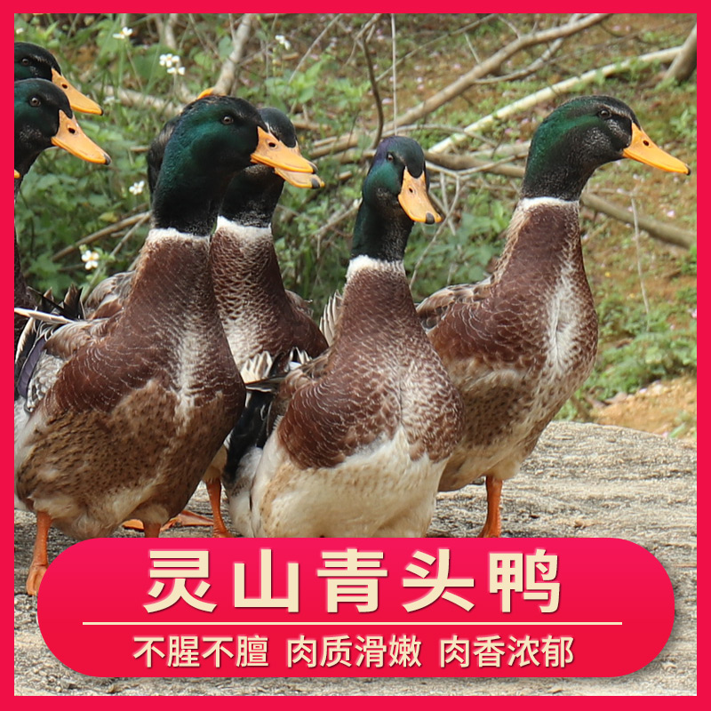 广西青头鸭 肉嫩味香，宰杀后发货 约4/6斤