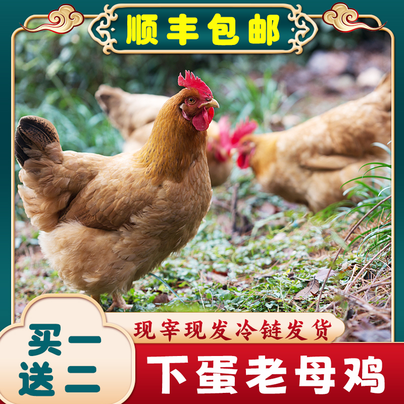 【桃园兄妹家】老母鸡黄油老母鸡走地鸡拍1共发3只6—6.5斤包邮