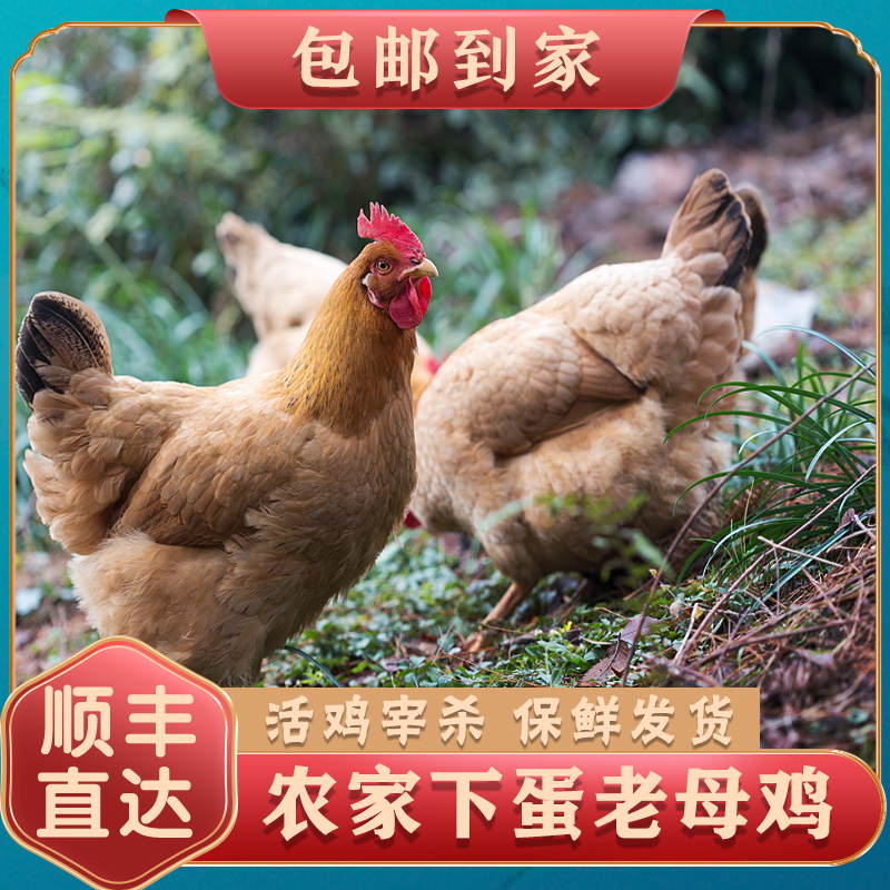 【新人加一只】农家散养老母鸡黄油老母鸡共2只共4—4.5斤包邮F26