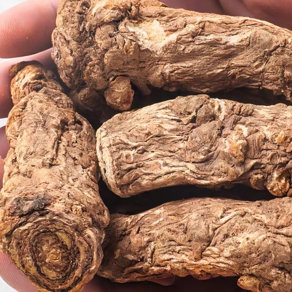 申凌精选--当归头