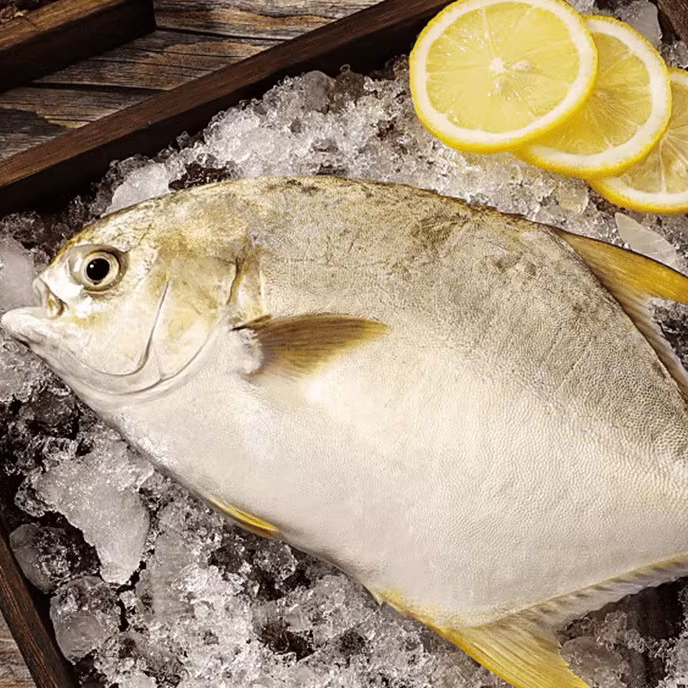 L金鲳鱼5条到手4.6斤（不帮杀）活鱼速冻非活发 平均9两斤/条