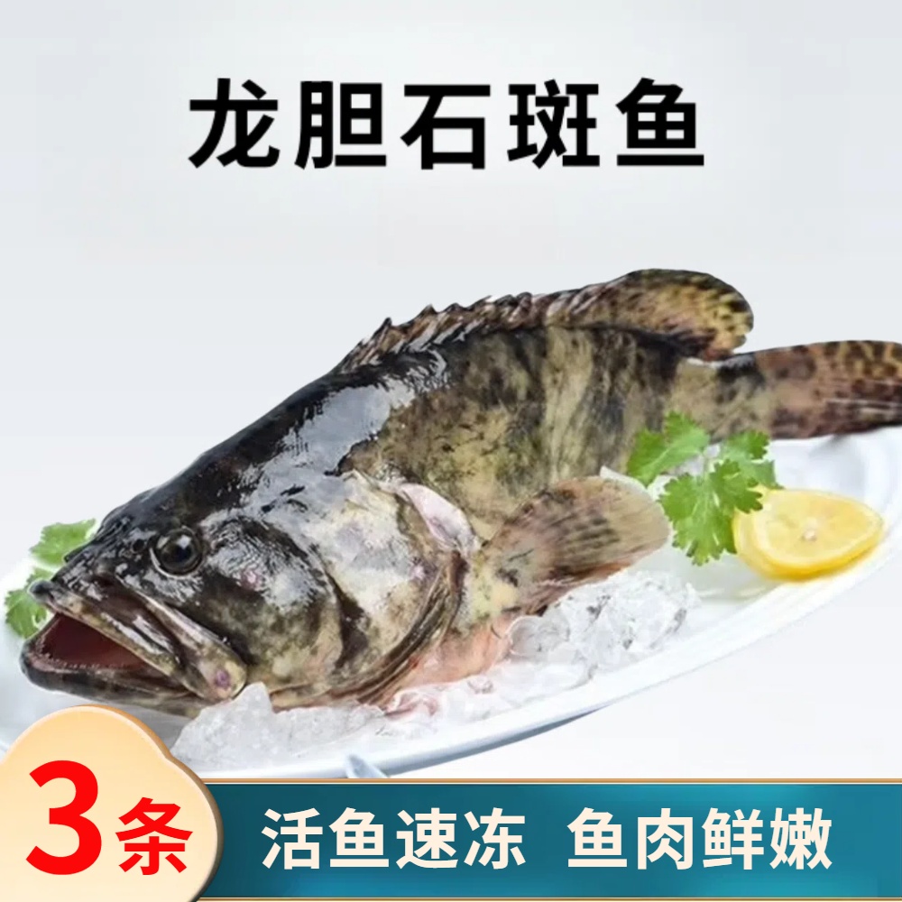 L龙胆石斑鱼3.4斤共3条 活鱼速冻非活发（不帮杀）单条约1.1斤左右